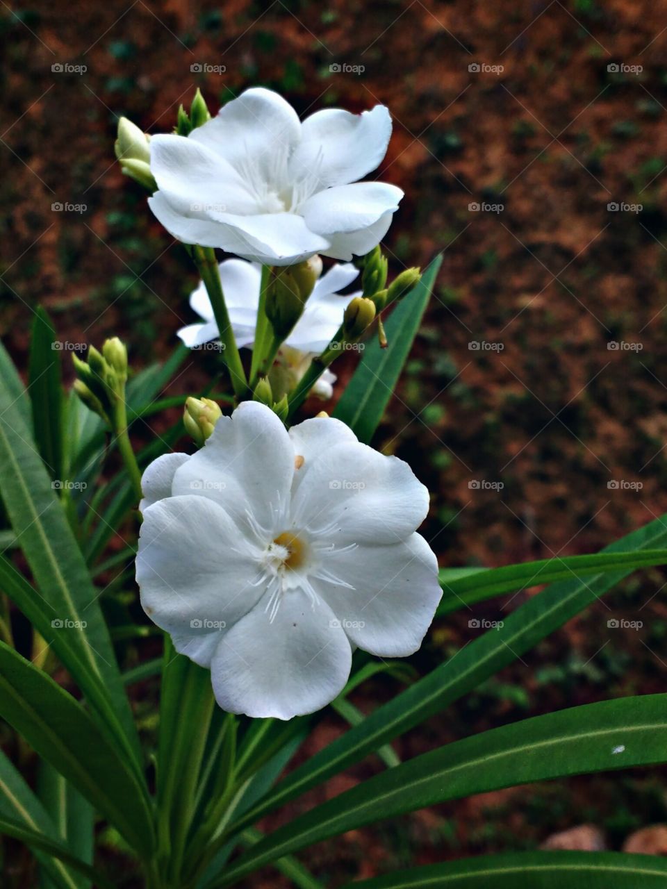 white flowers