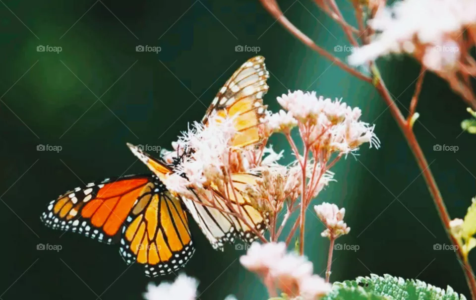 butterfly