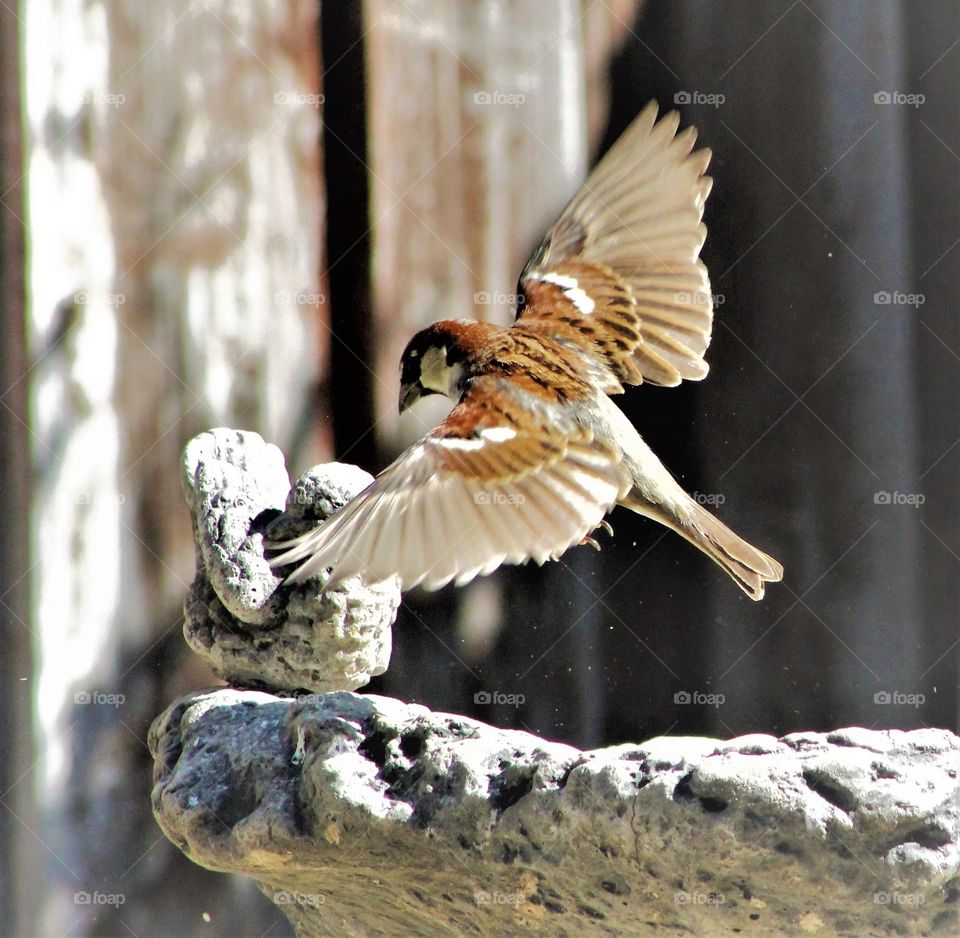Sparrow in flight 