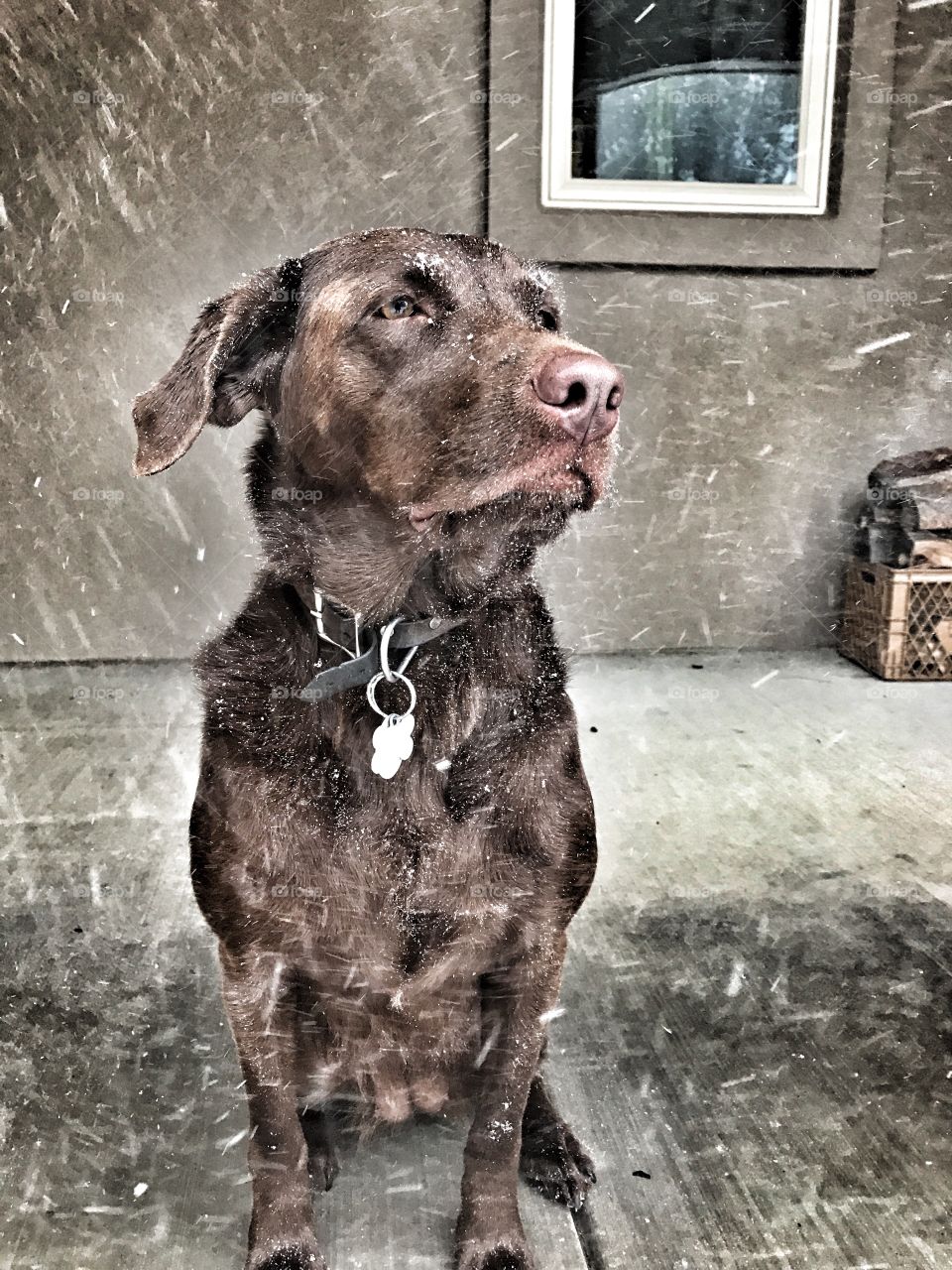 Chocolate lab in the first snow of the year