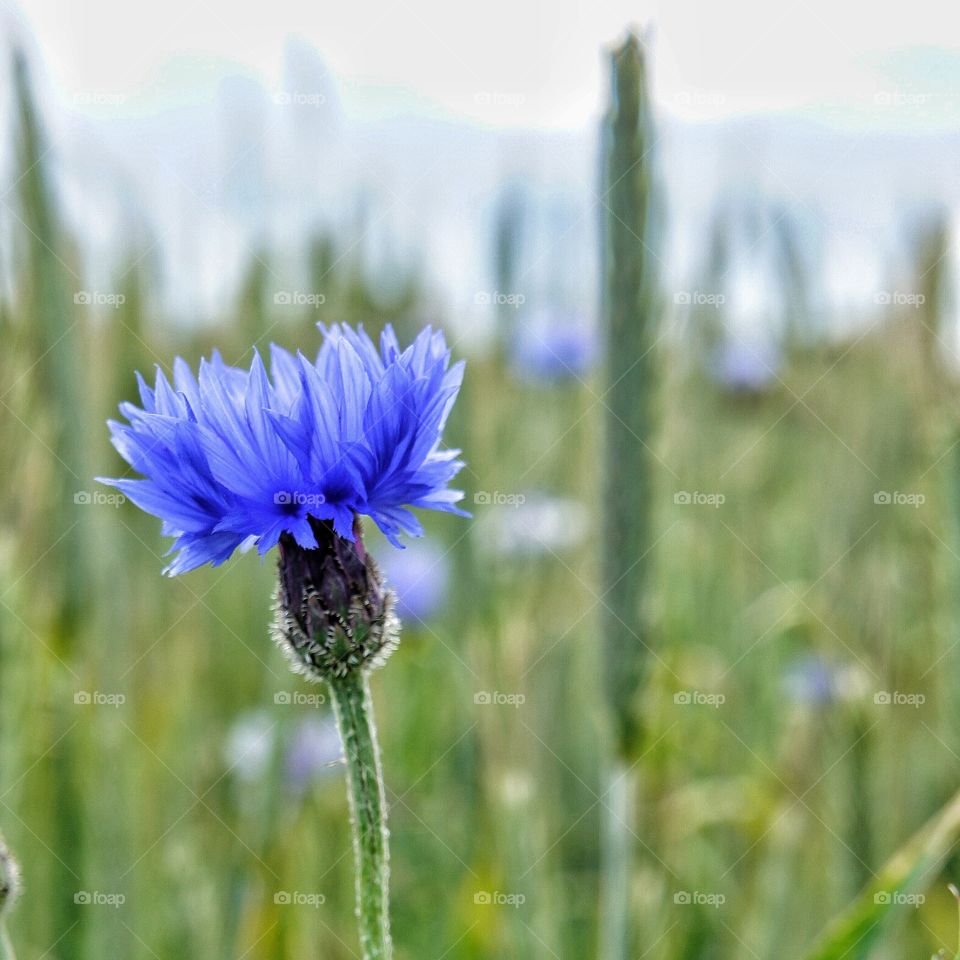 Cornflower