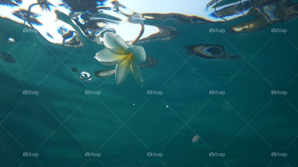 Plumeria underwater relaxing