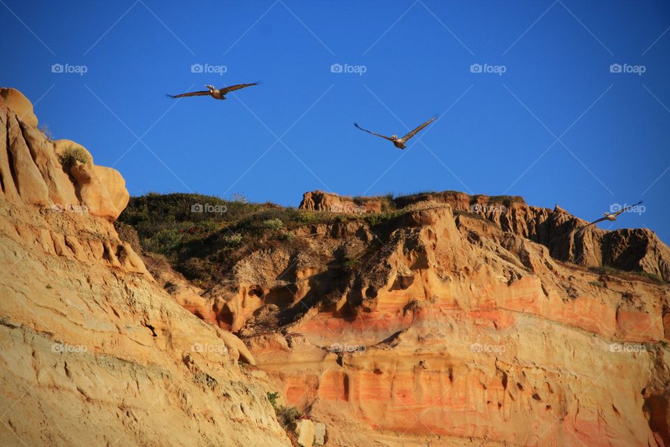 Pelicans in flight over beach on the coast of California 