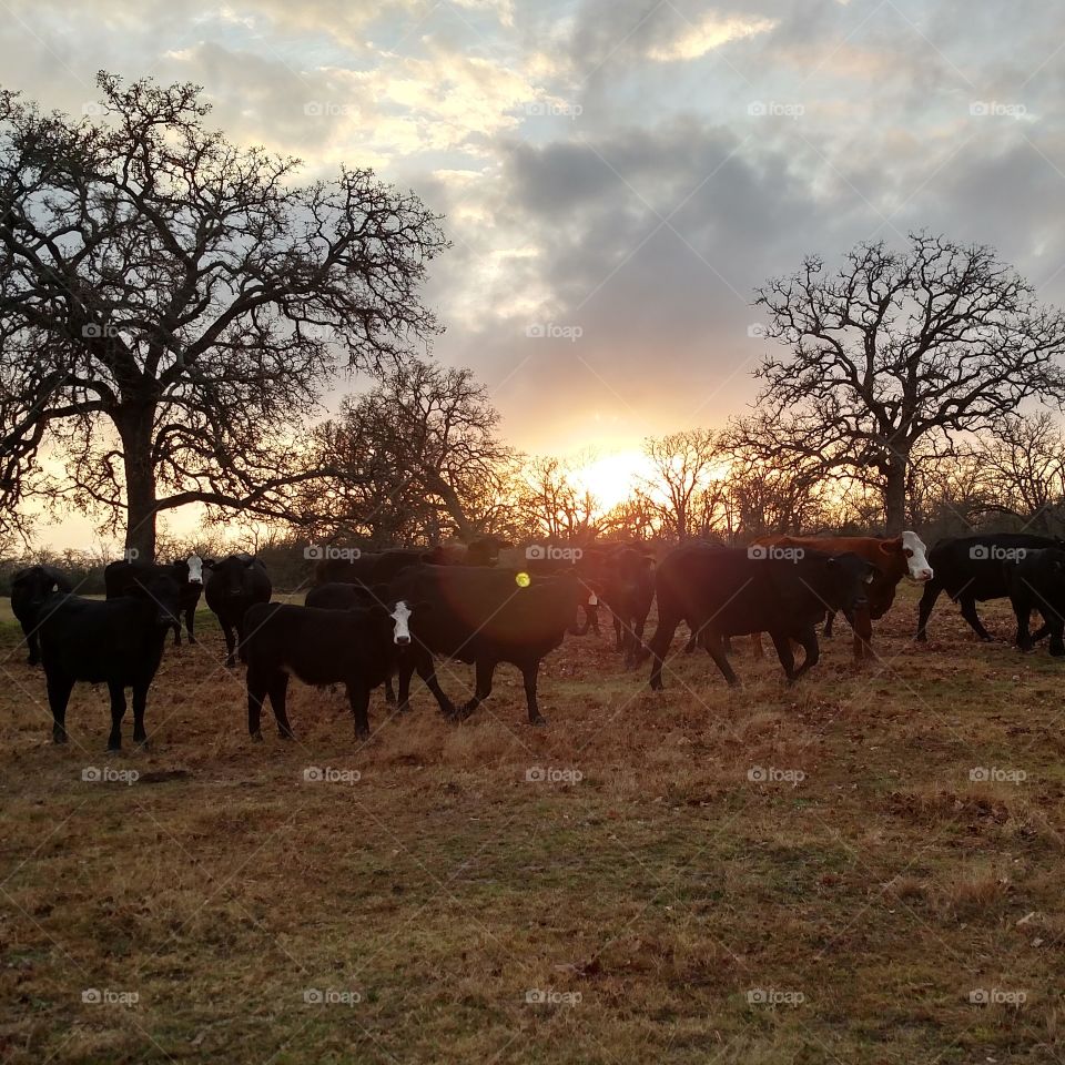 Happy Cows. Photo taken on Christmas Day in College Station, TX.