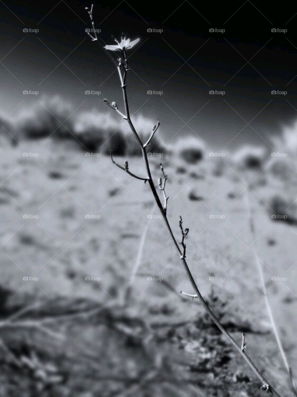 Survive. Signal flower in the desert field 