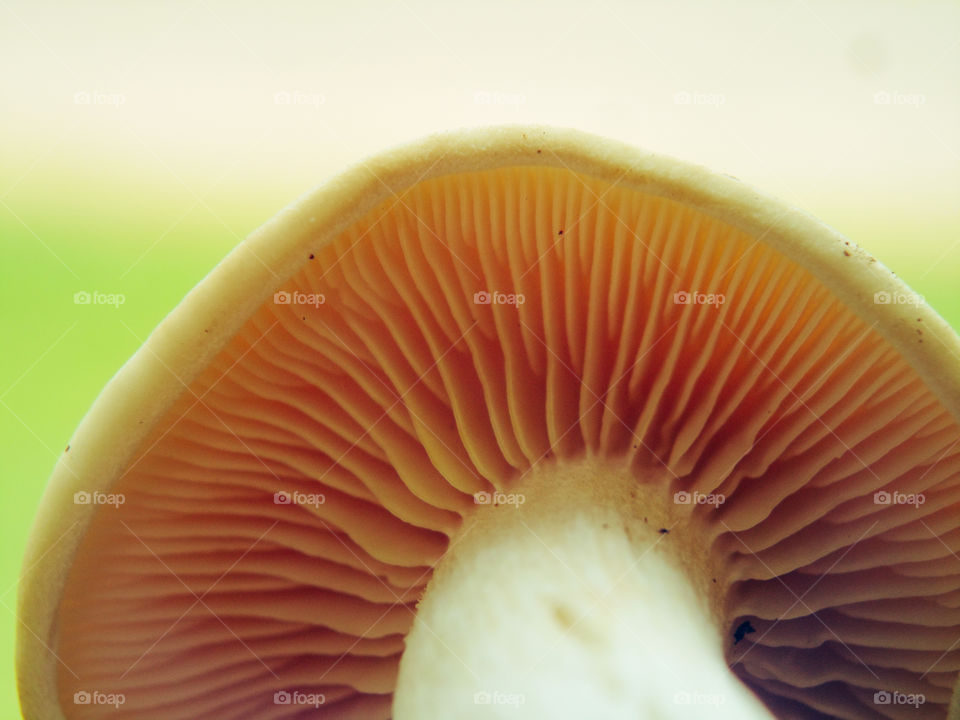 mushroom in the garden