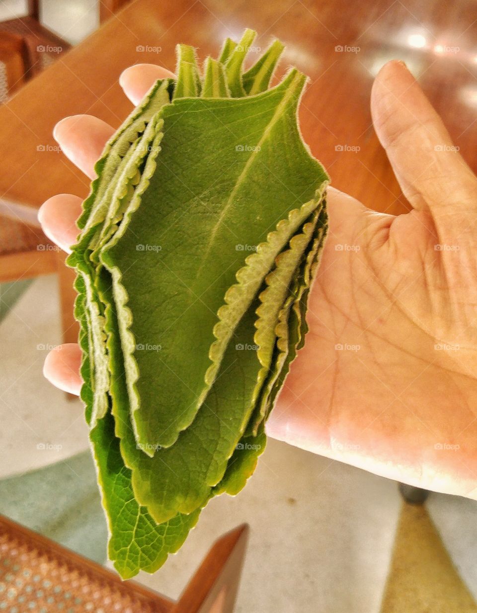 Fresh Tea Leaves