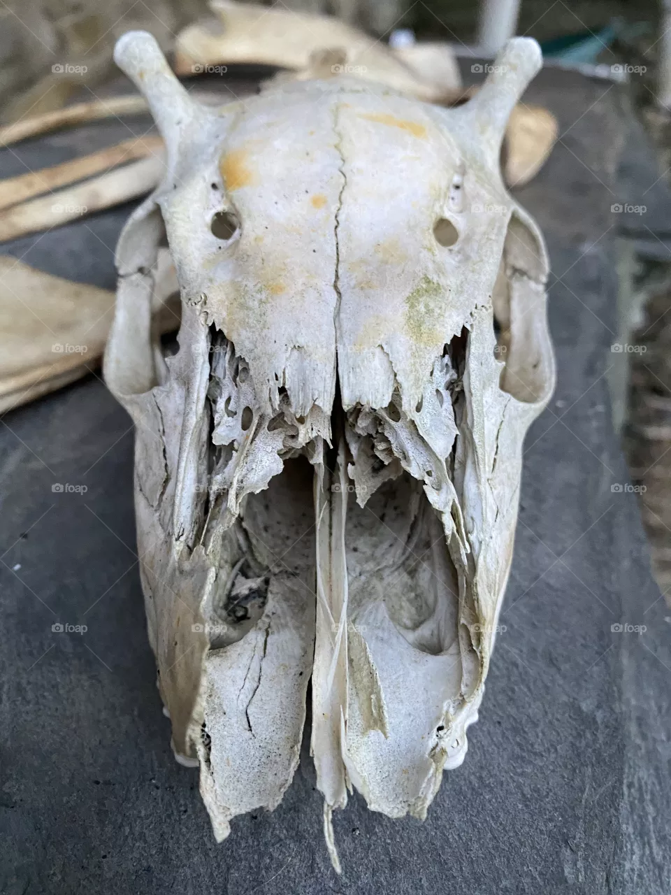Skull #skull 