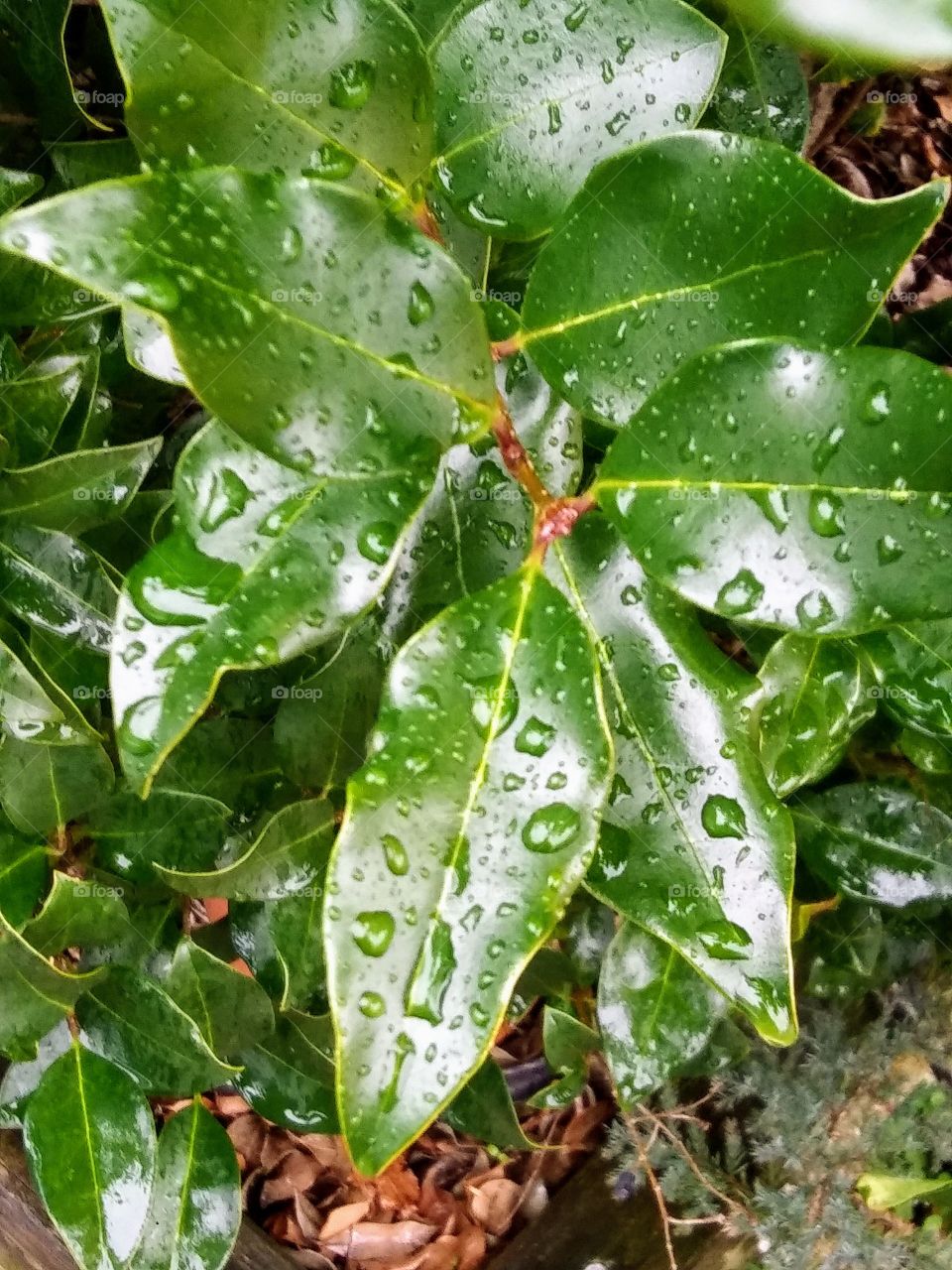 droplets on leaves