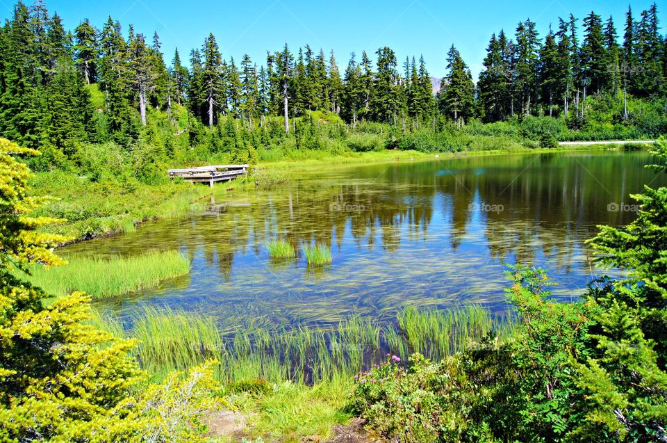 Reflection of forest on idyllic lake