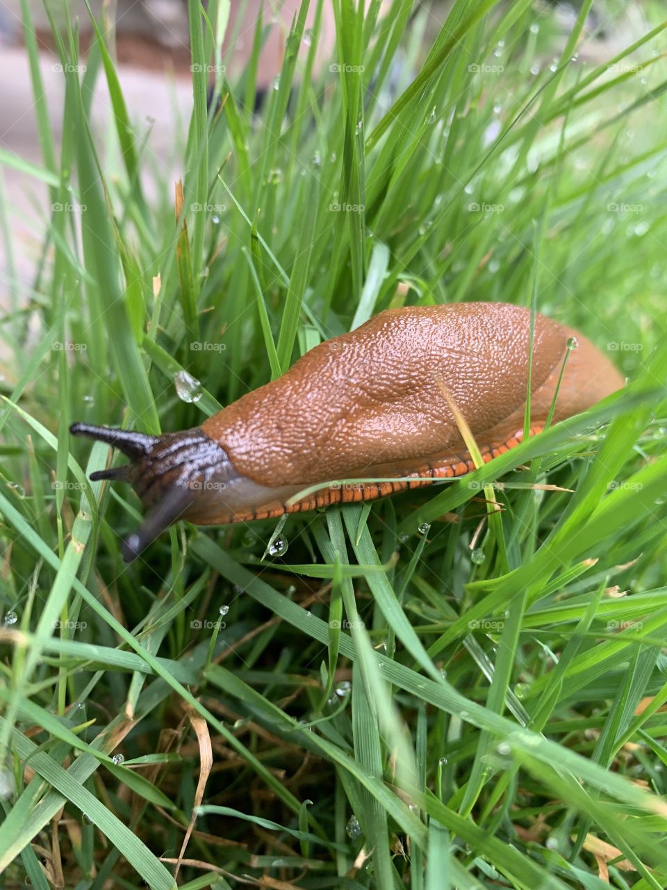 The ol’ banana Slug