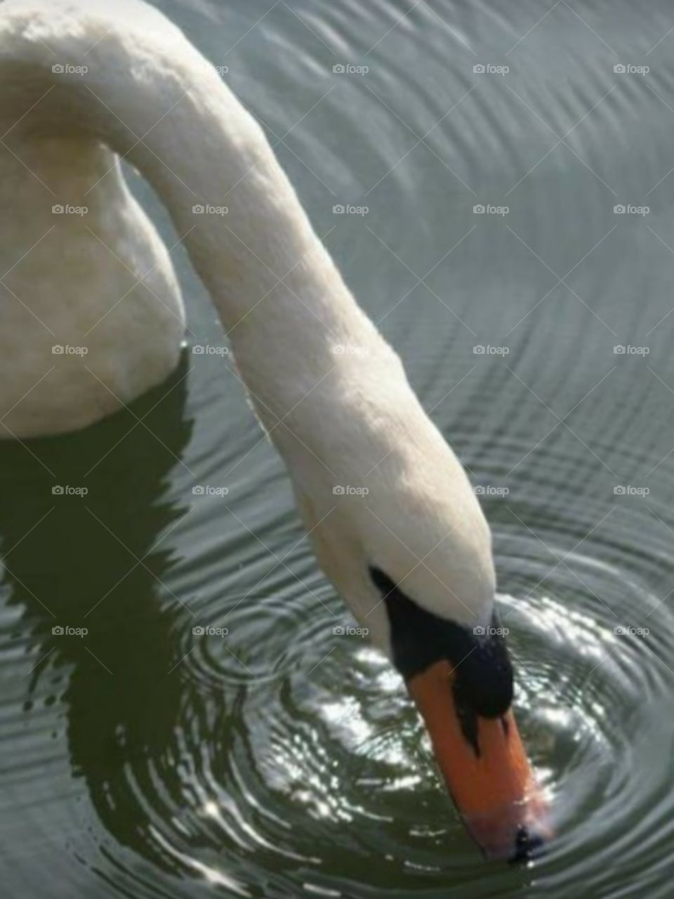 Swan in a ripple