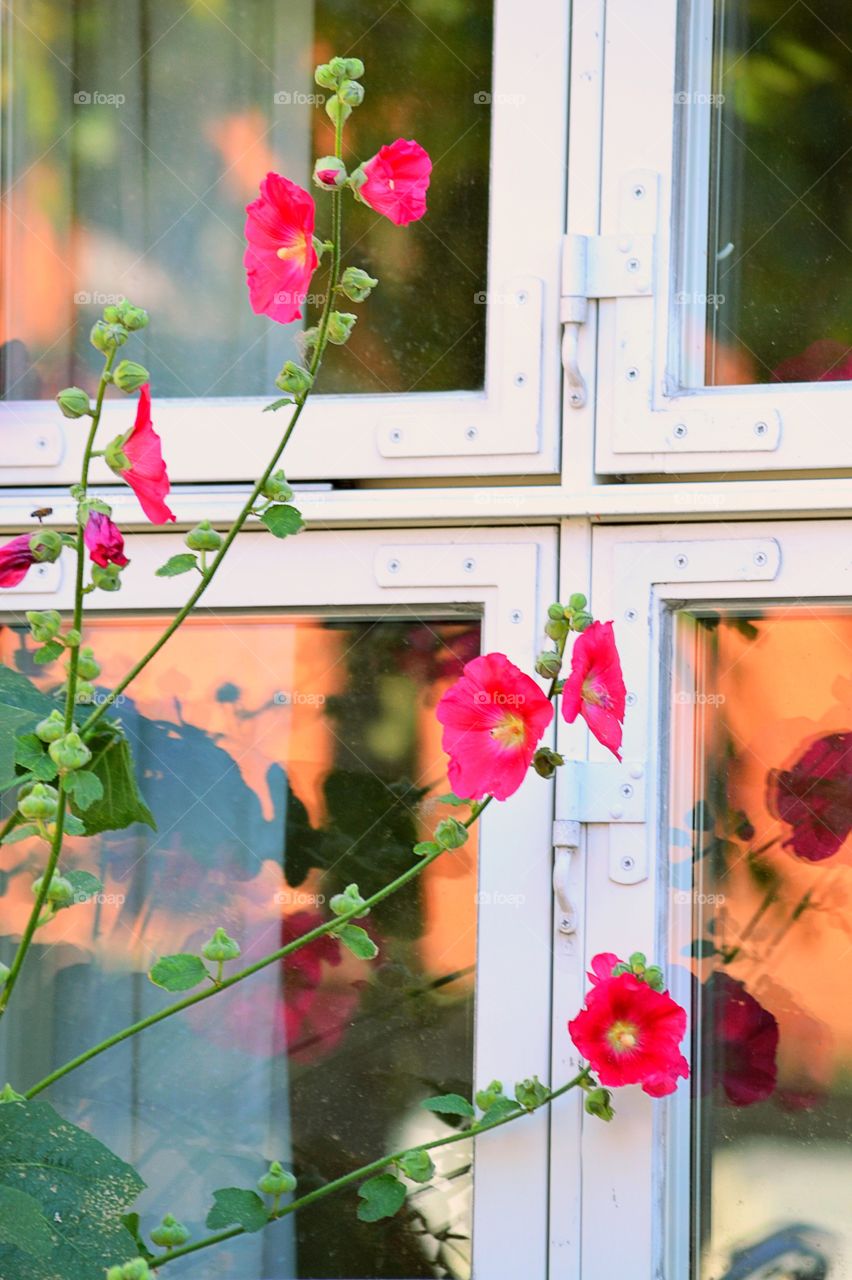 Close-up of flower near window