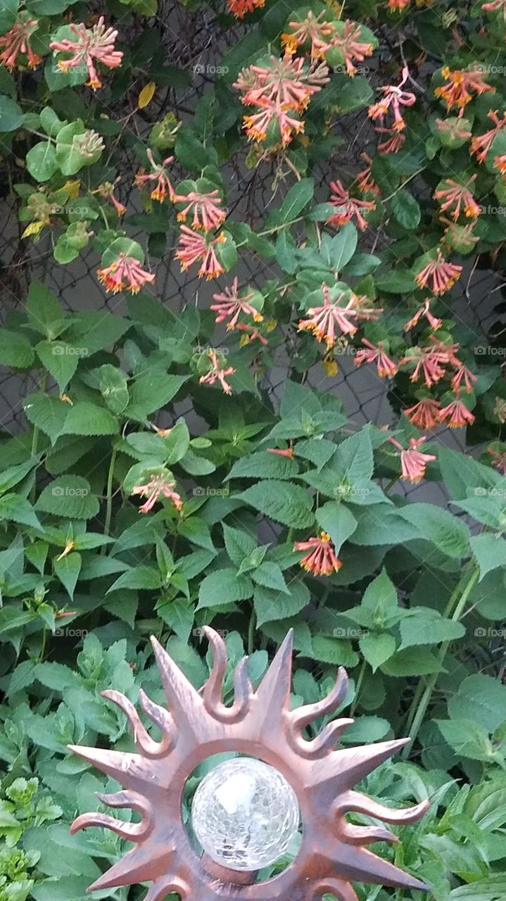 honeysuckle