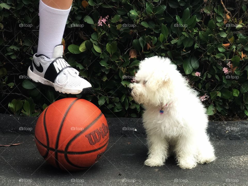 Child athlete’s foot resting upon a basketball with a furry white puppy looking on.