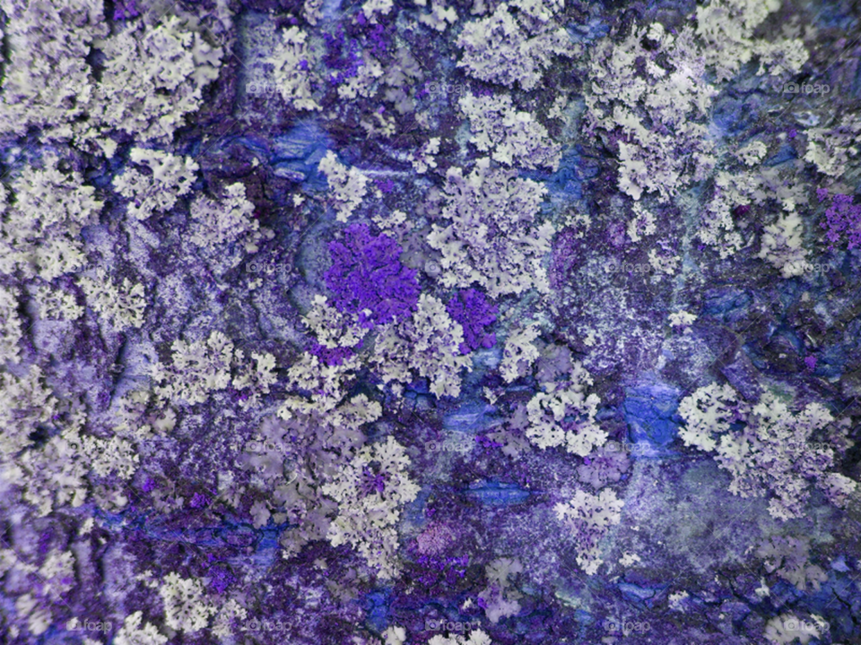Lichens in purple