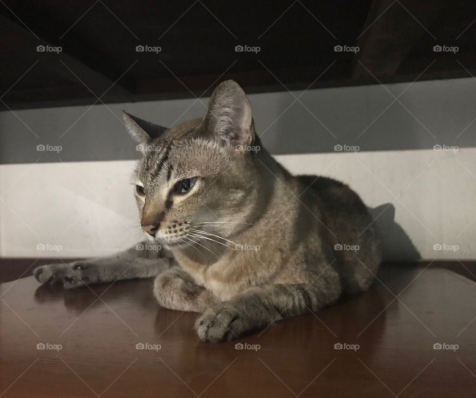 Homeless cat acts like a superstar