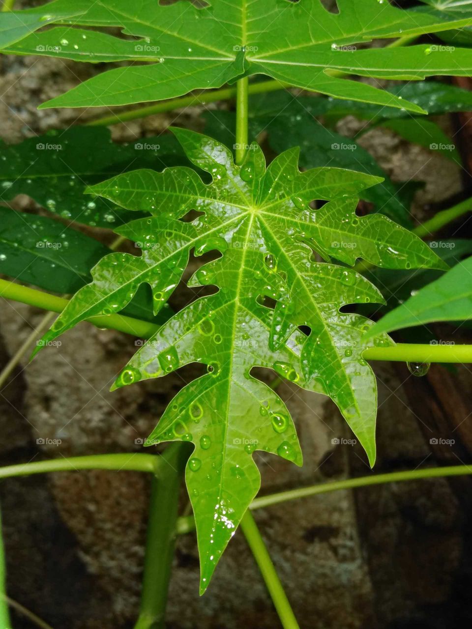 papaya plant in my garden