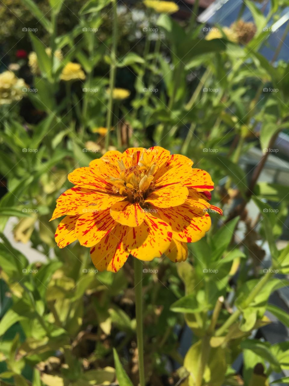 Zinnia flower