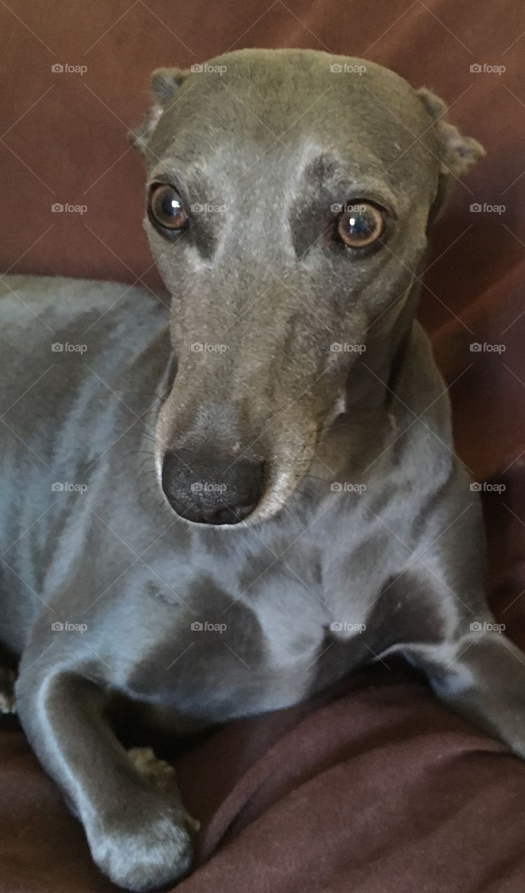 Libby the blue whippet relaxing laid on the sofa looking forwards