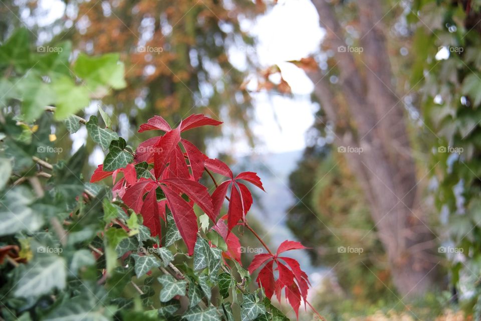 Close-up of red autumn leaf