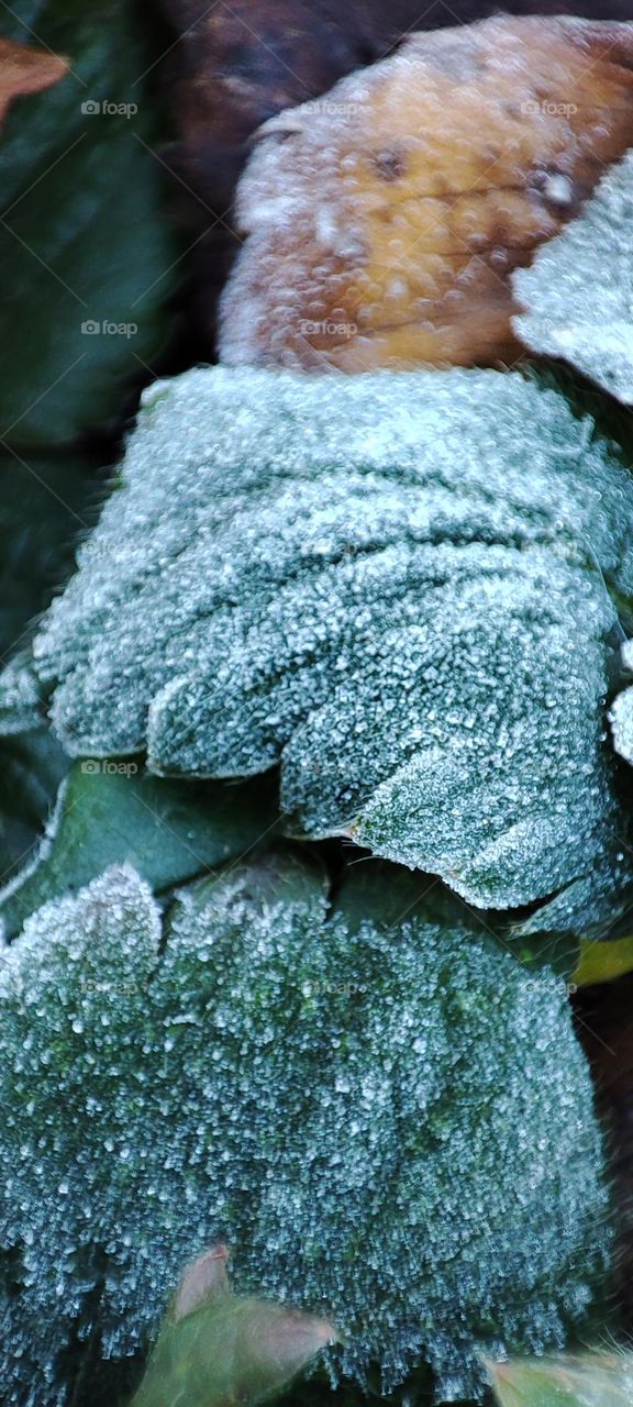 frozen leaves