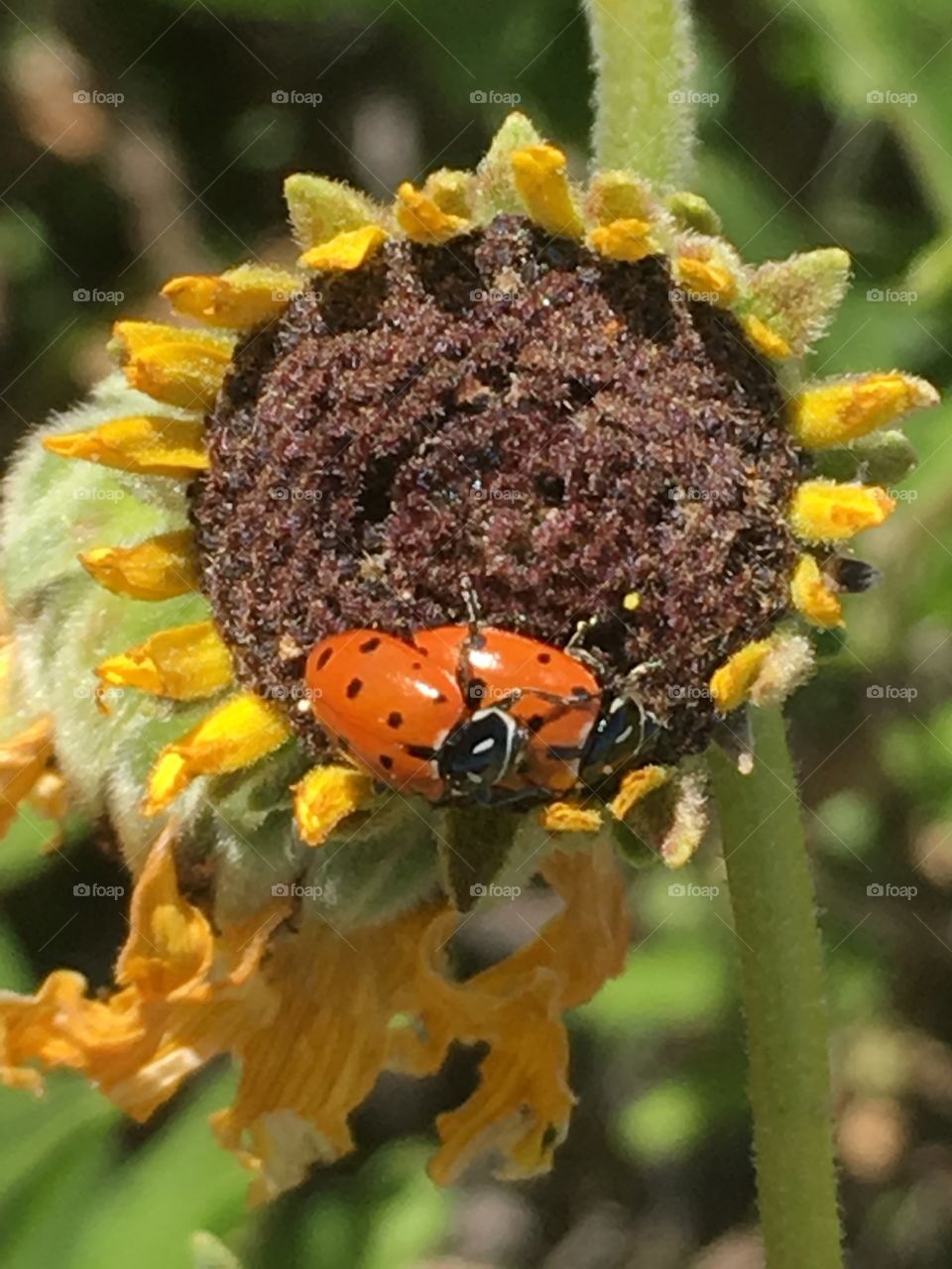 A couple of lady birds 