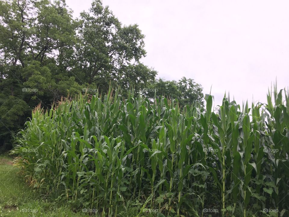 Indiana Corn