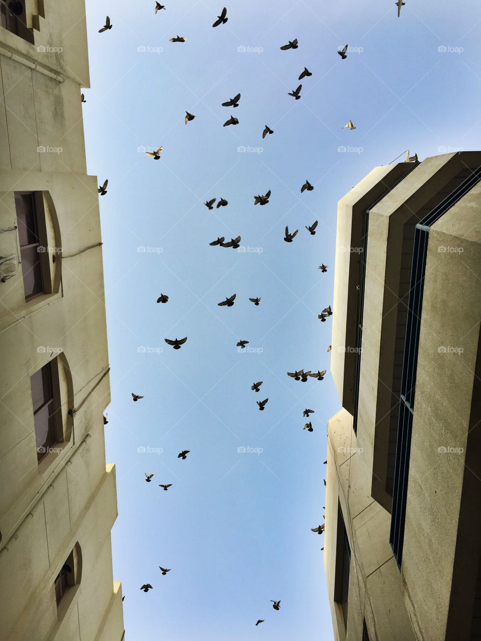 Pigeons 