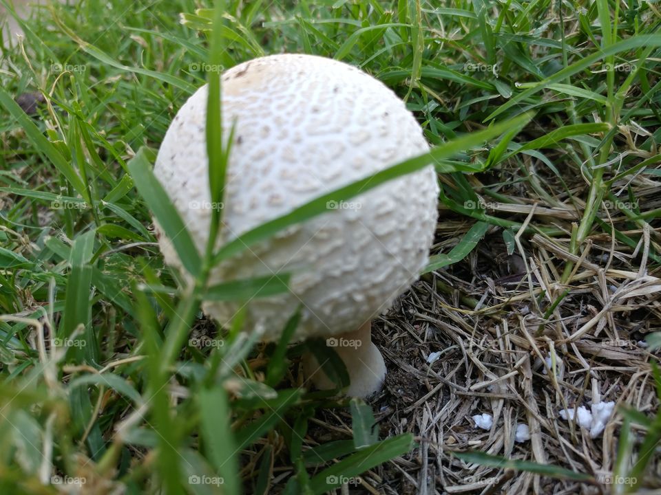 Mushroom  Framed By Grass