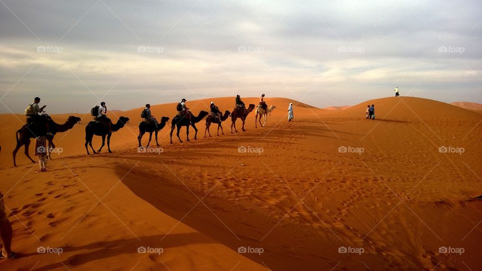 Camel day Tour in Tunisia sahara desert