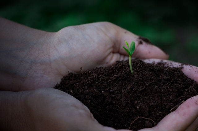 Hand holding sapling