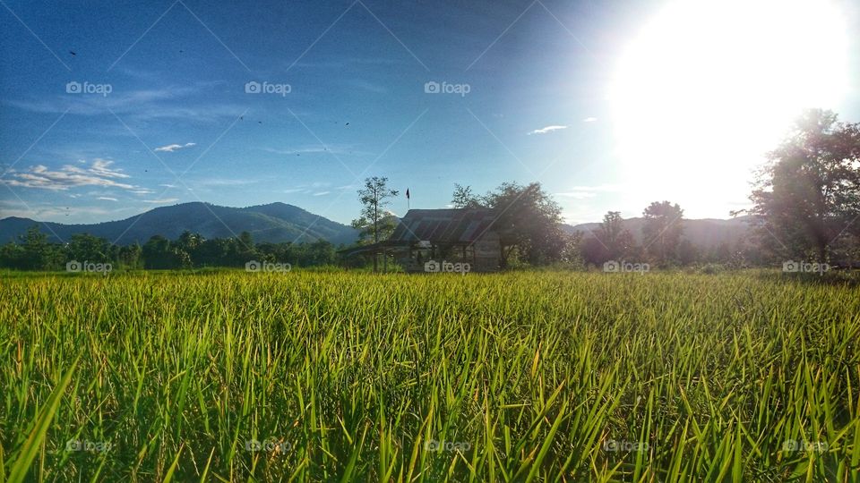 hut & paddy field