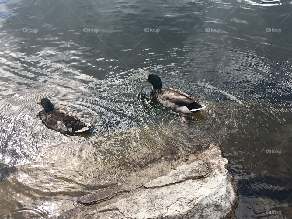 Duck, Bird, Water, Mallard, Lake