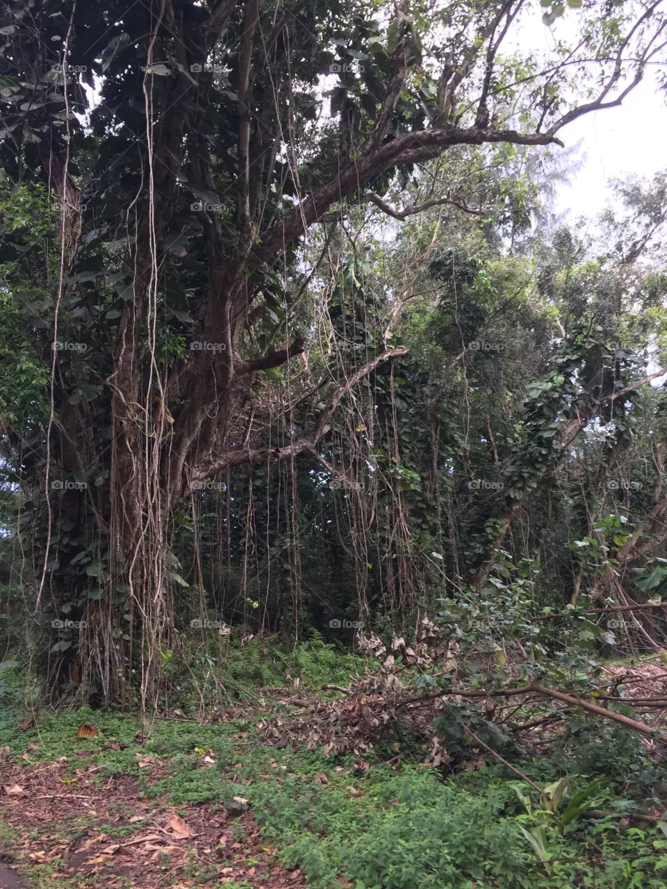 Tree