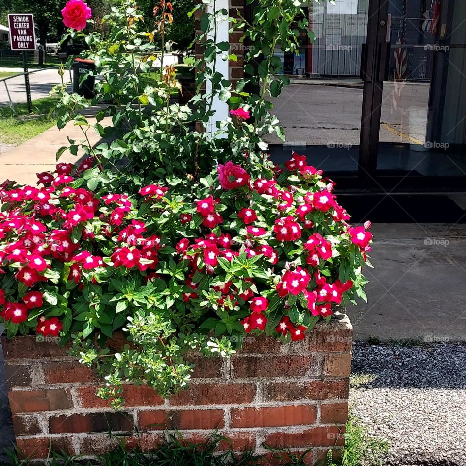 Beautiful flowers at our senior center pretty in pink and red.