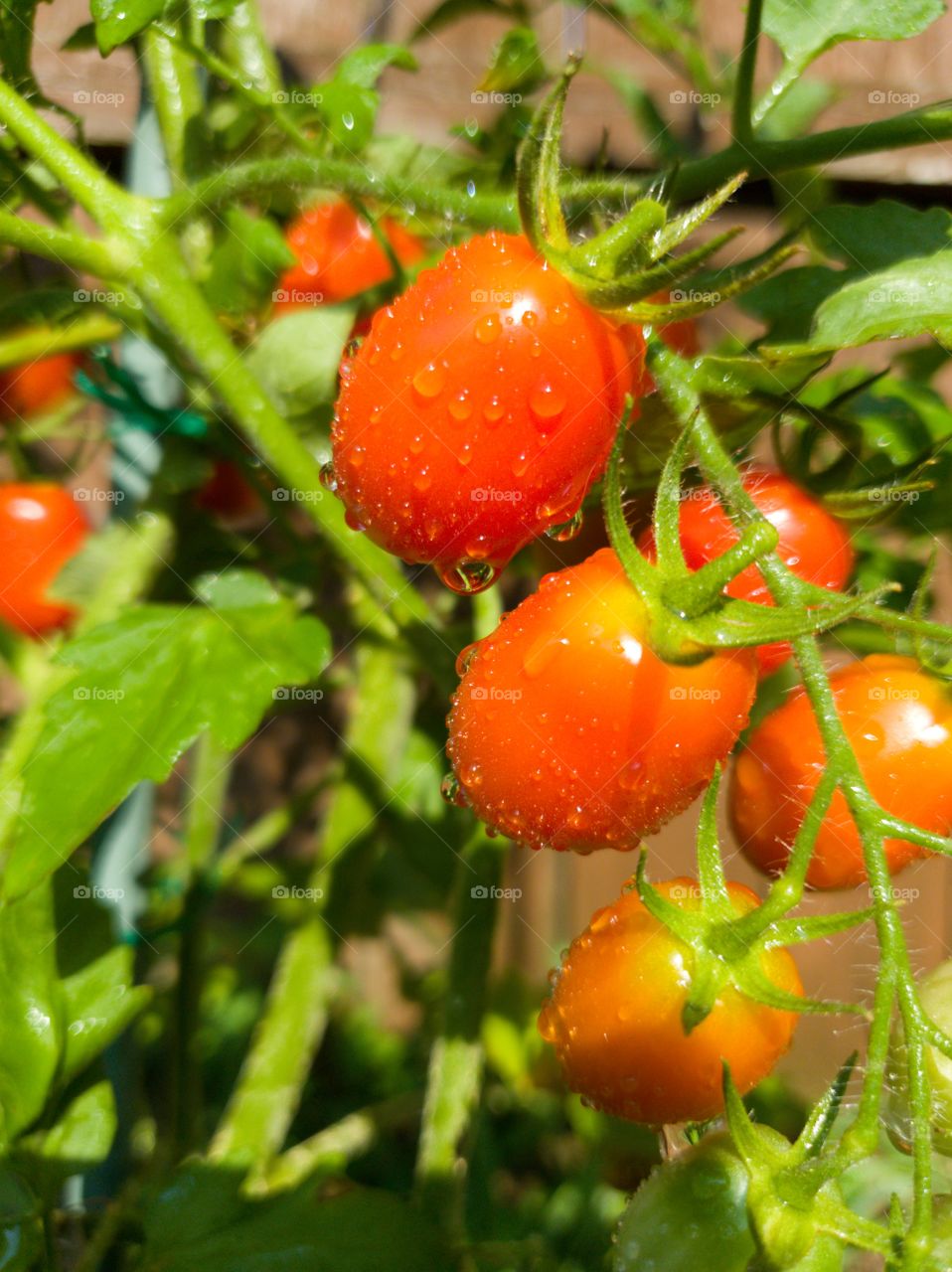 Fresh tomatoes plants. Organic tomatoes  in garden