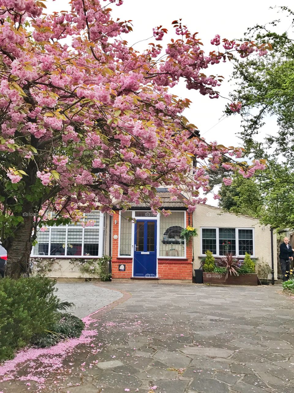 Pink cherry blossom tree in front of a house in London, UK