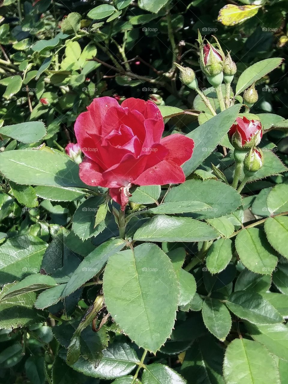 rose in bloom