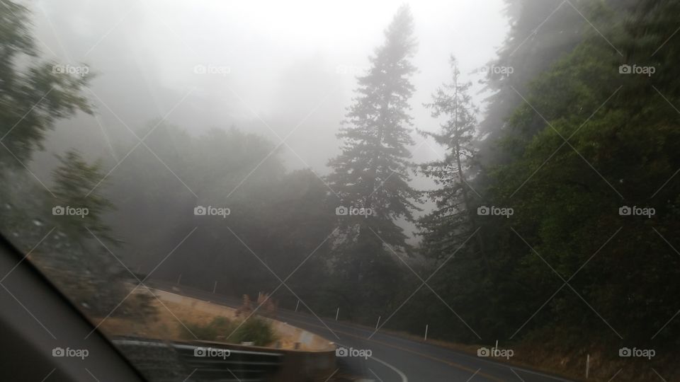 Fog, No Person, Road, Tree, Mist