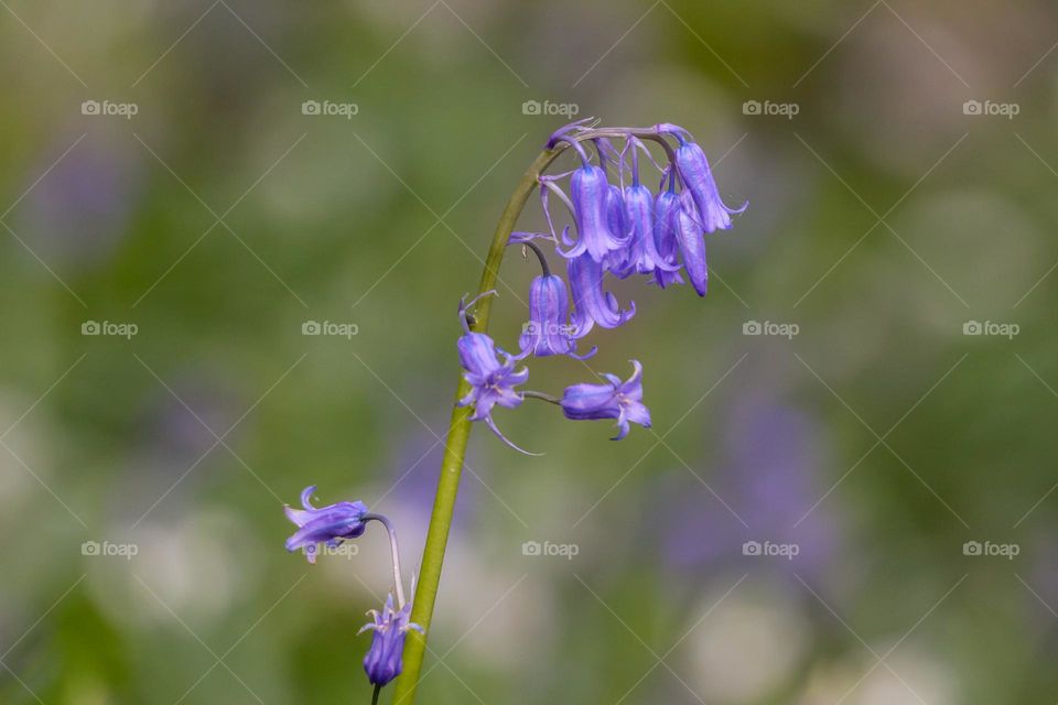 Bluebell close-up in hallerbos in Belgium