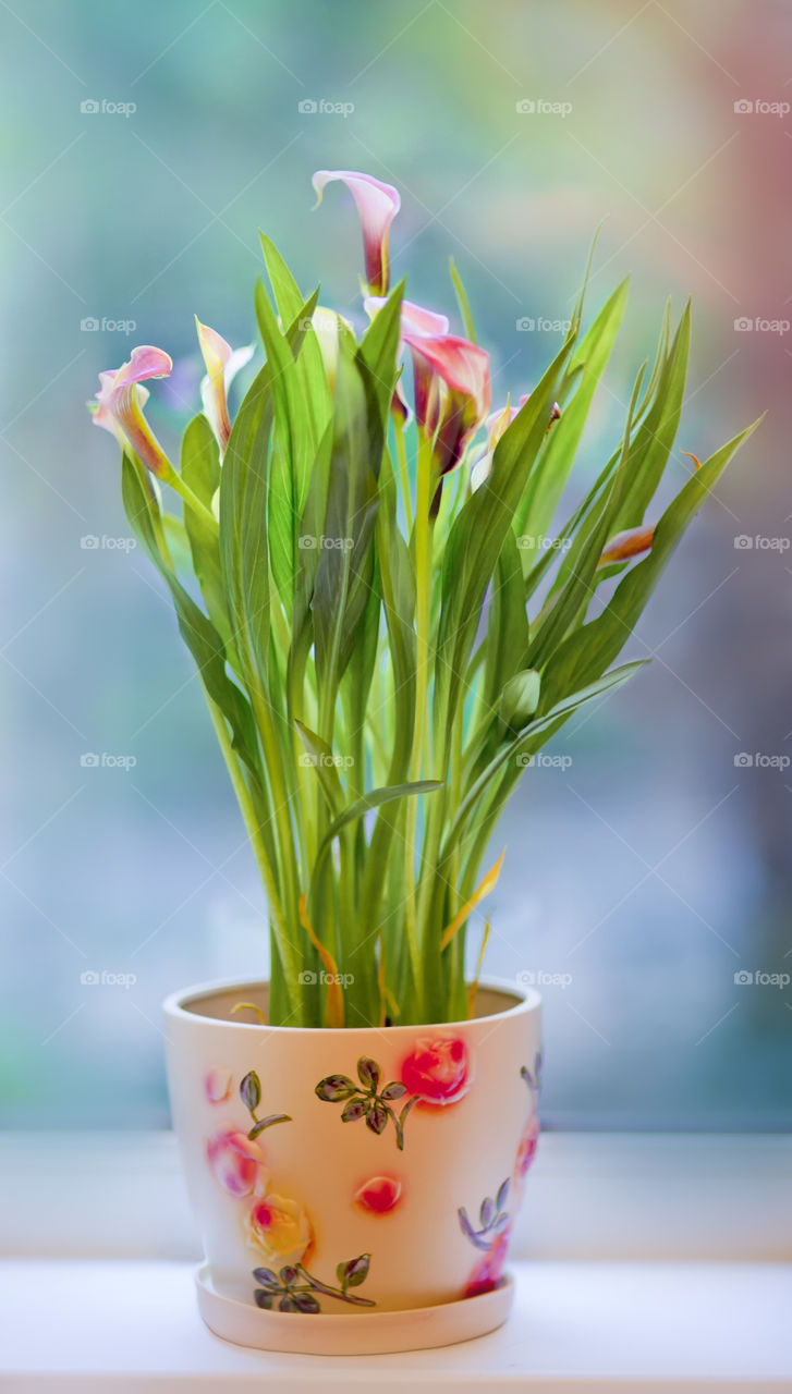 Flowers in a pot. Calla lily 