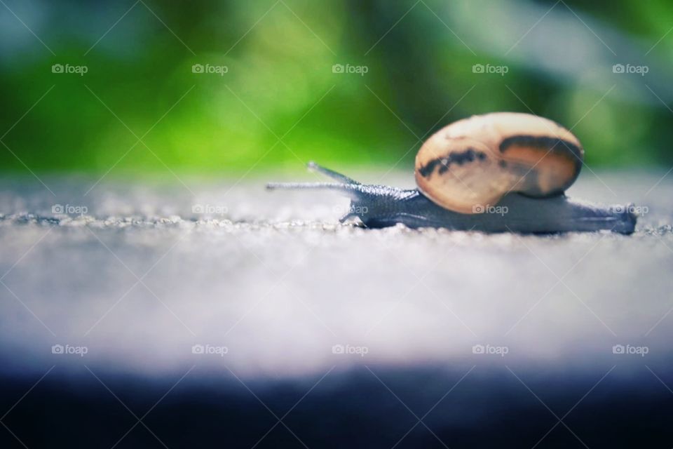 snail