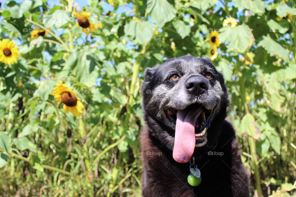 My diabetic dog still gets to enjoy road trips to sunflower fields and finds herself in awe with all the beauty surrounding her 
