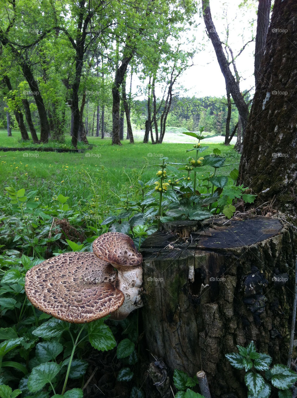 MUSHROOMS GROWING ON TREE