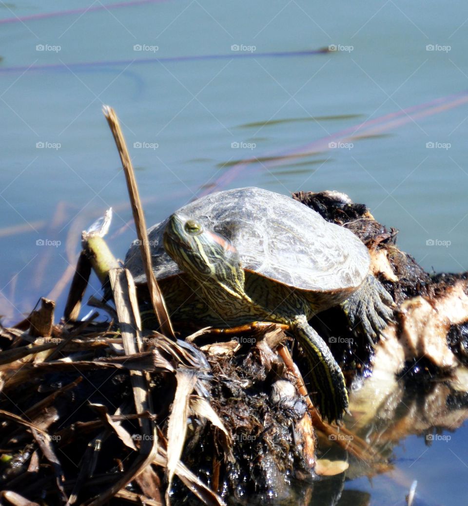 turtle pond life