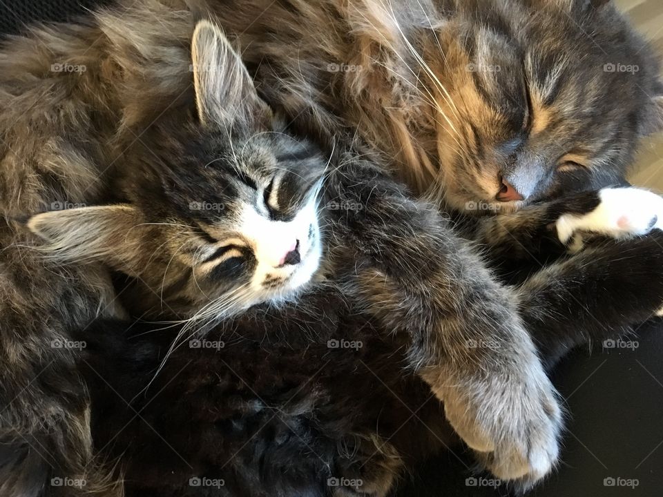 Fluffy cats