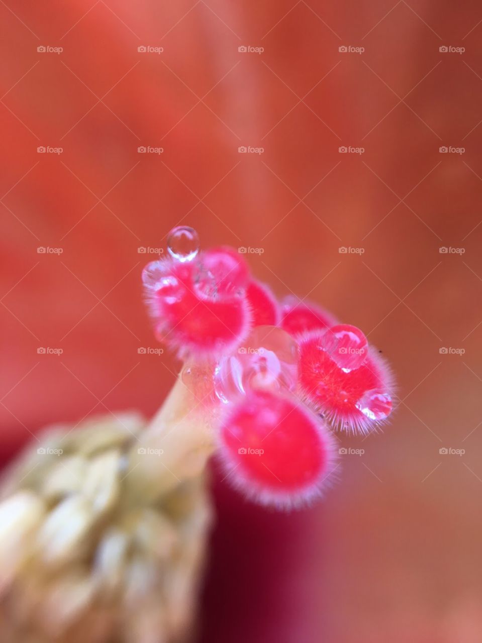It’s an awesome feeling when you could capture such a minute things , here you see the due on a hibiscus flower which was captured using macro lens!