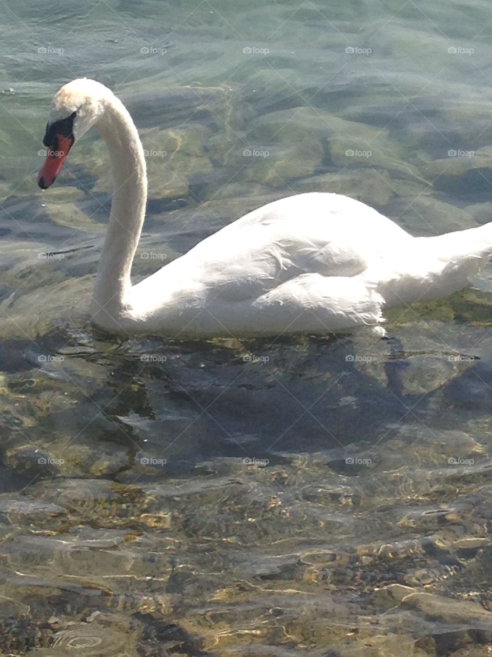 Swan in Switzerland