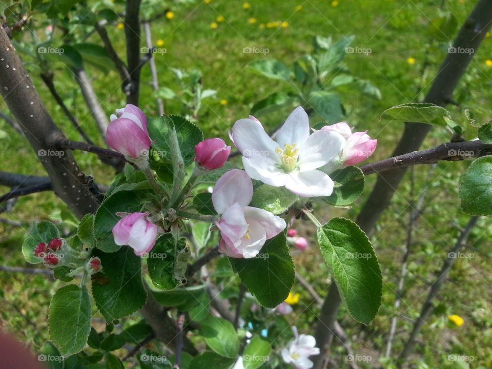 apple blossom. in Utopia our apple tree